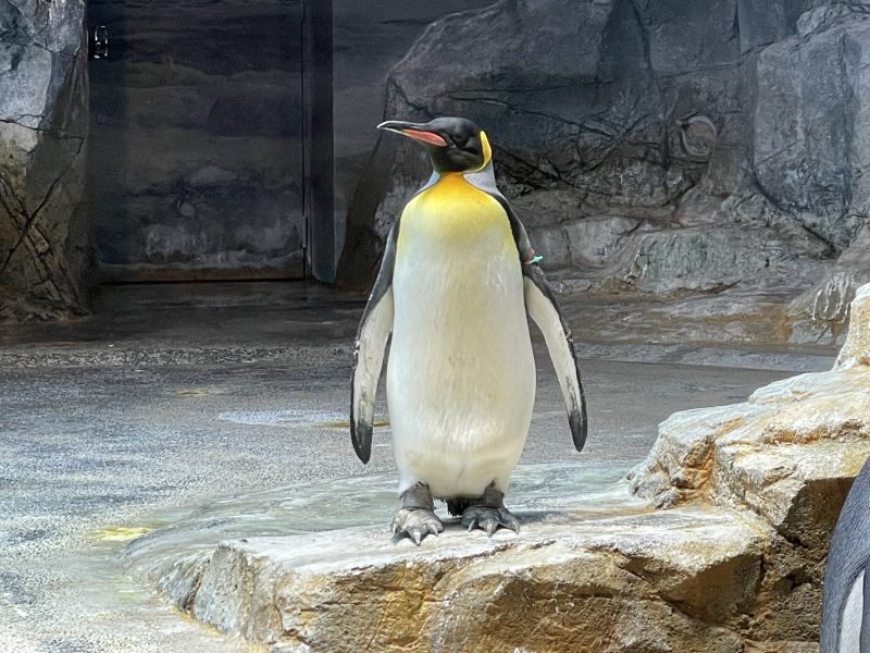 【ペンギンの聖地】長崎ペンギン水族館で癒される