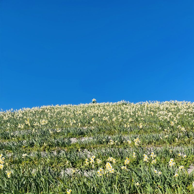 https://d3ufri3nvnsbrn.cloudfront.net/images/contents/2052/228/0.jpg?t=17786736787645