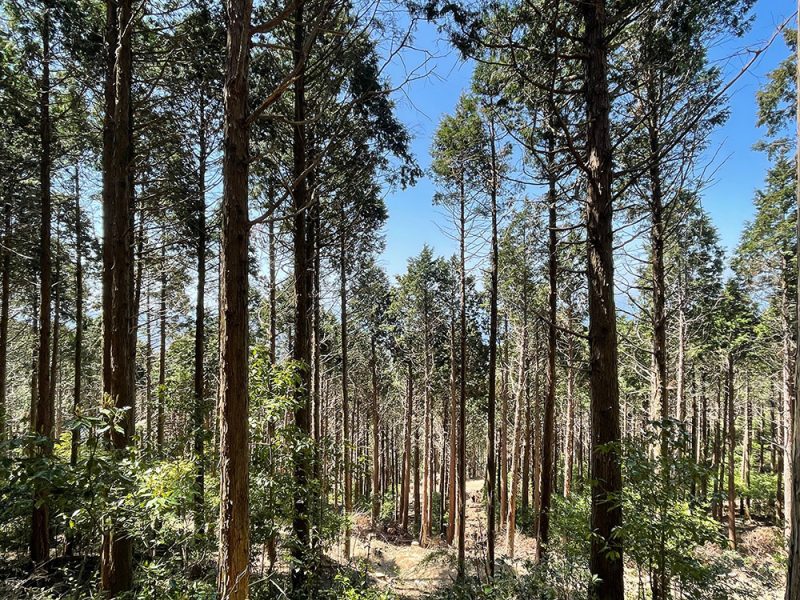 【自然を楽しむ】行くぜ長崎市最高峰！八郎岳を登る【ハイキング】