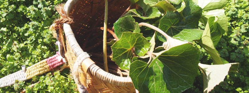 島の暮らしVol.01 つわ