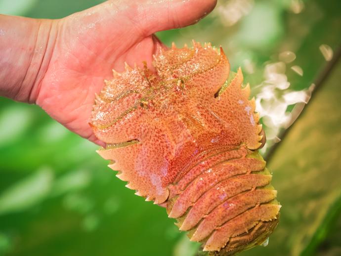 佐世保市民は子どもの頃から食べている？！見た目が宇宙人みたいなウチワエビ！