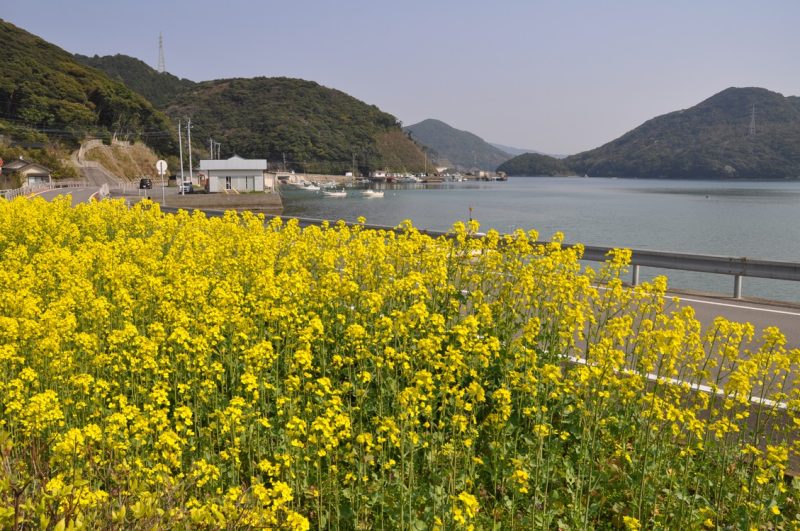 【五島・ドライブコース】四季折々の花を楽しめる癒やしの海沿いドライブ