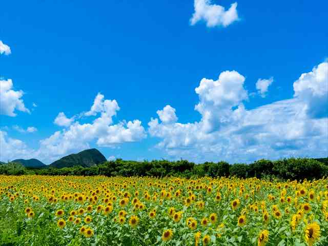 https://d3ufri3nvnsbrn.cloudfront.net/images/contents/2196/837/1?t=17824211256921