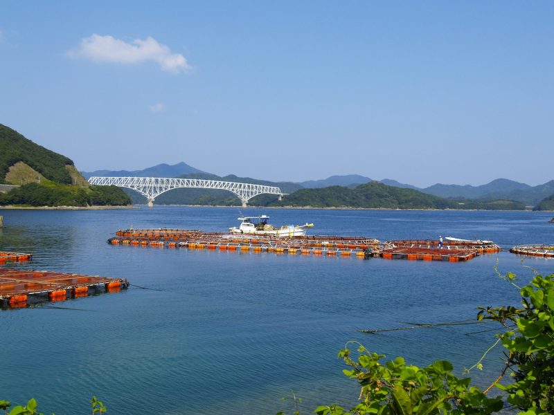 【新上五島の絶景エリア】四季折々の花を楽しむ！若松大橋周辺さんぽ