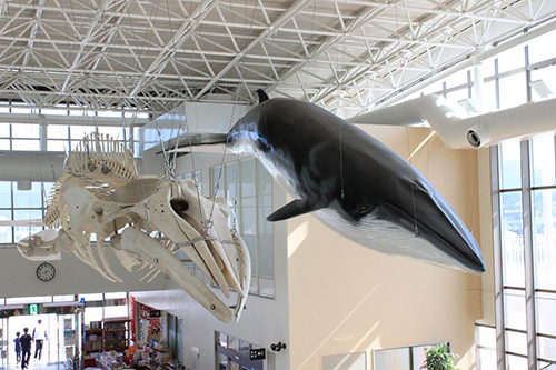 鯨賓館ミュージアム