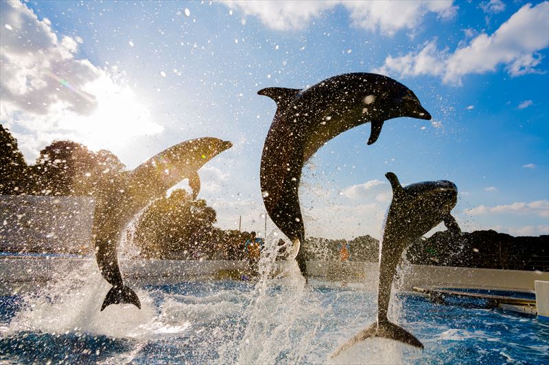 九十九島水族館 
