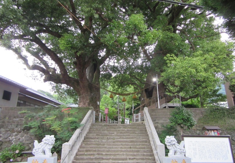 山王神社大クス（生命の力強さで人々を勇気づけた大クス）
