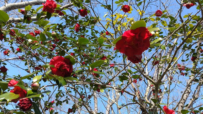 肥沃な火山列島“五島”の大自然と特産品に触れる、福江(南部)ドライブコース