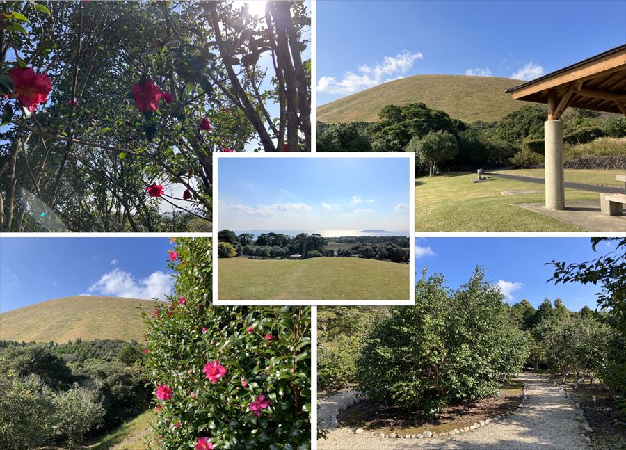 五島椿園・国際優秀椿園 五島椿森林公園