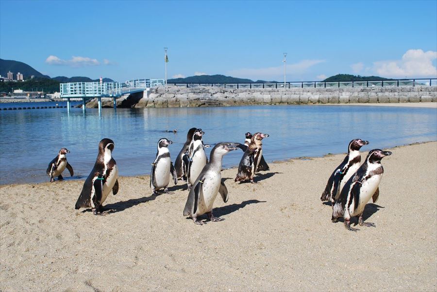 長崎ペンギン水族館
