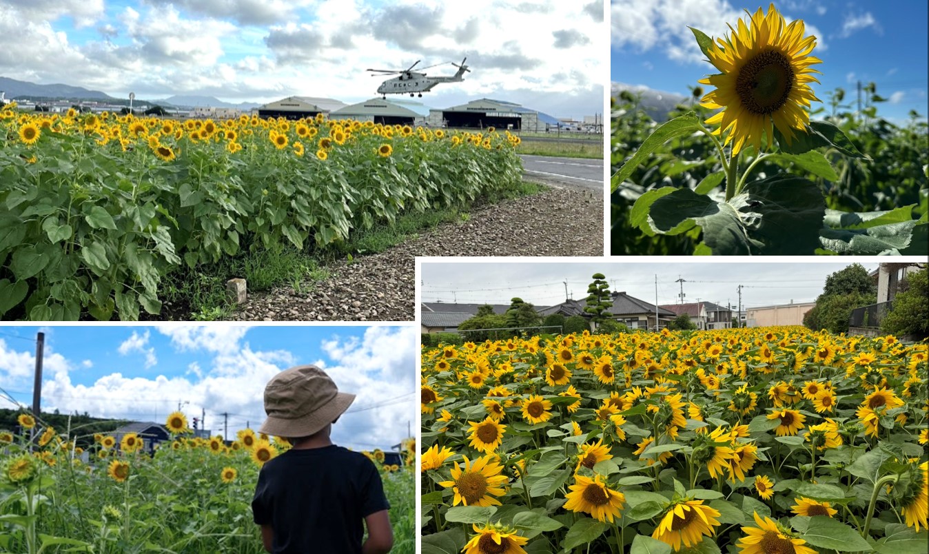 大村市ひまわりマップを公開しました🌻開花状況を随時更新！