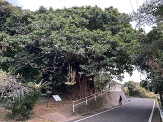 根谷のアコウ