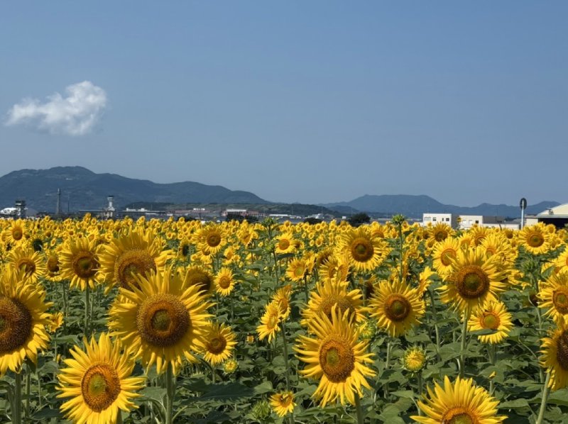 【開花状況】大村ひまわり畑