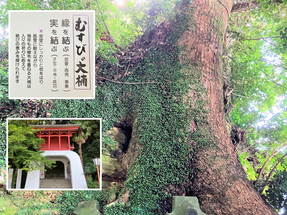 むすびの大楠（伊萬里神社）