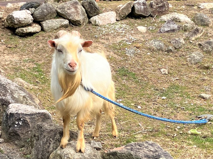 長崎「東そのぎIC」から約15分、リーズナブルに楽む！ 彼杵郡 “川棚町” まったり旅