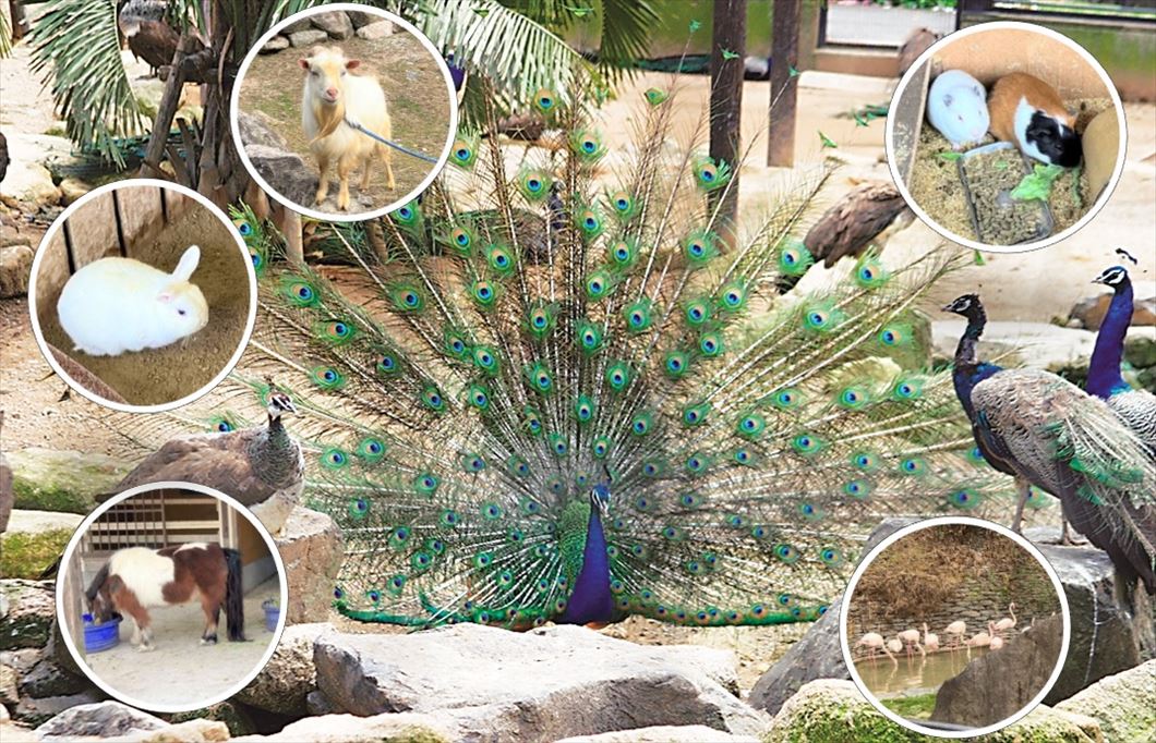 大崎自然公園 くじゃく園（入園無料）