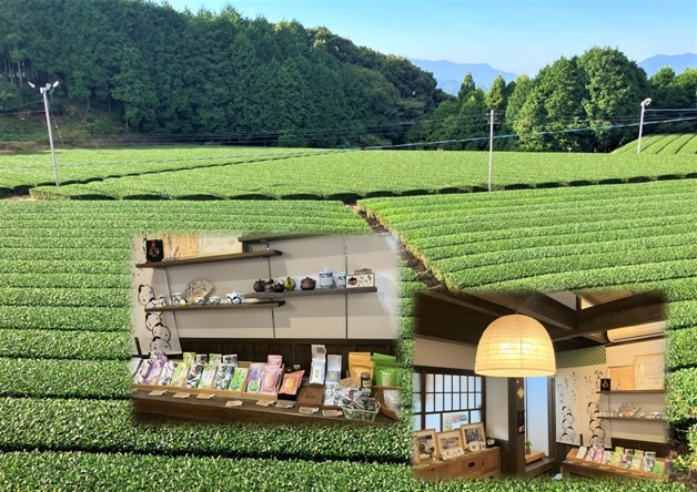 原田製茶・鬼木みどり