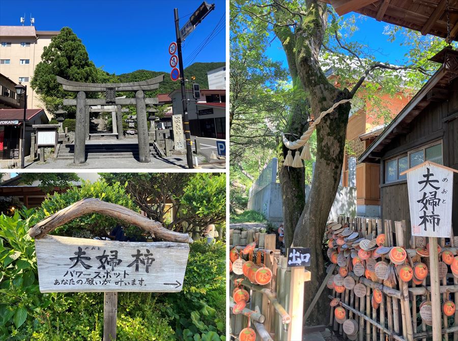 温泉神社『夫婦柿』
