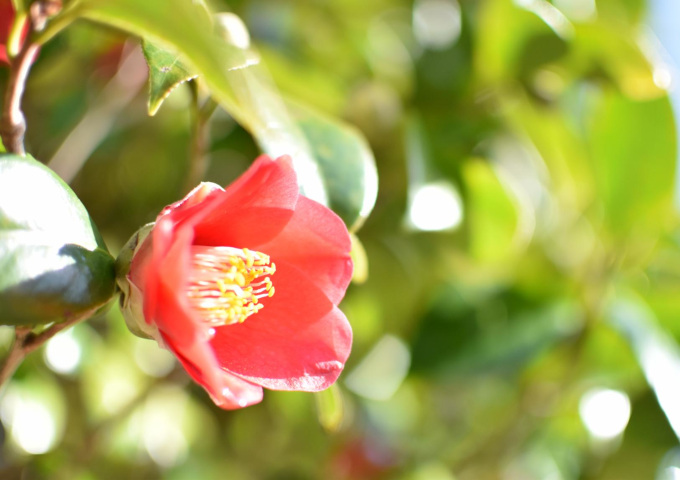 【五島市】五島椿まつり