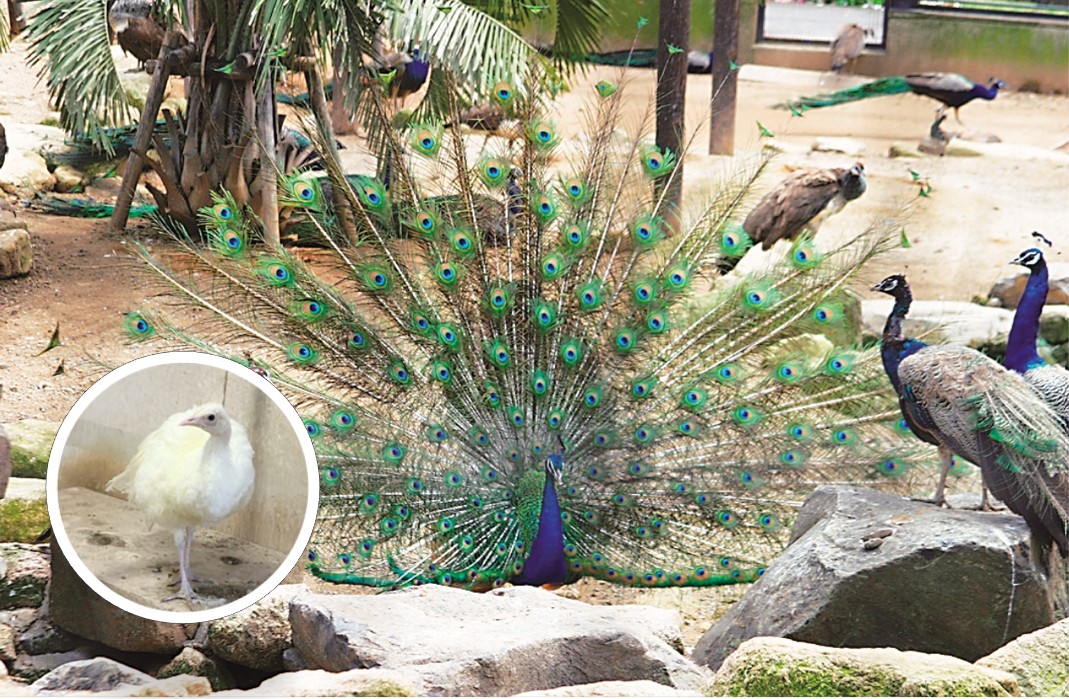 大崎自然公園/くじゃく園