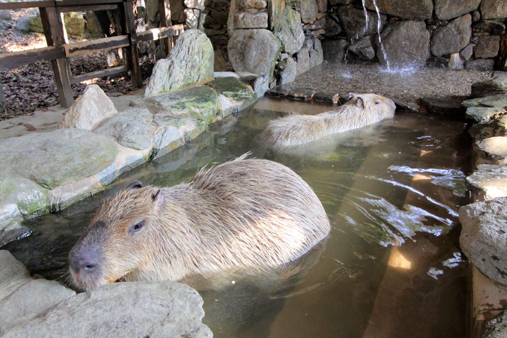 長崎バイオパーク