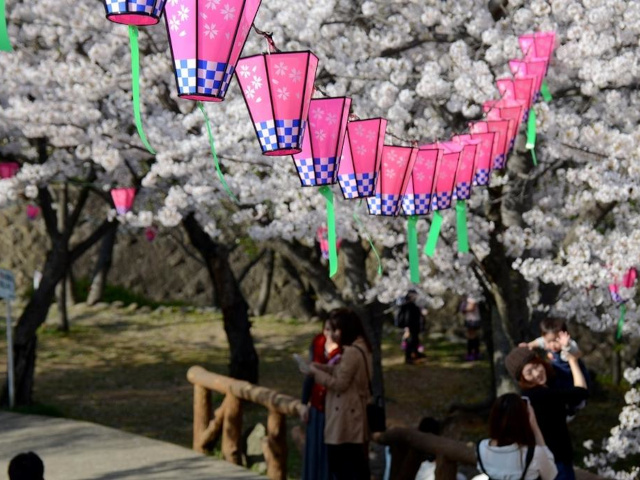【長崎市】立山公園さくらまつり