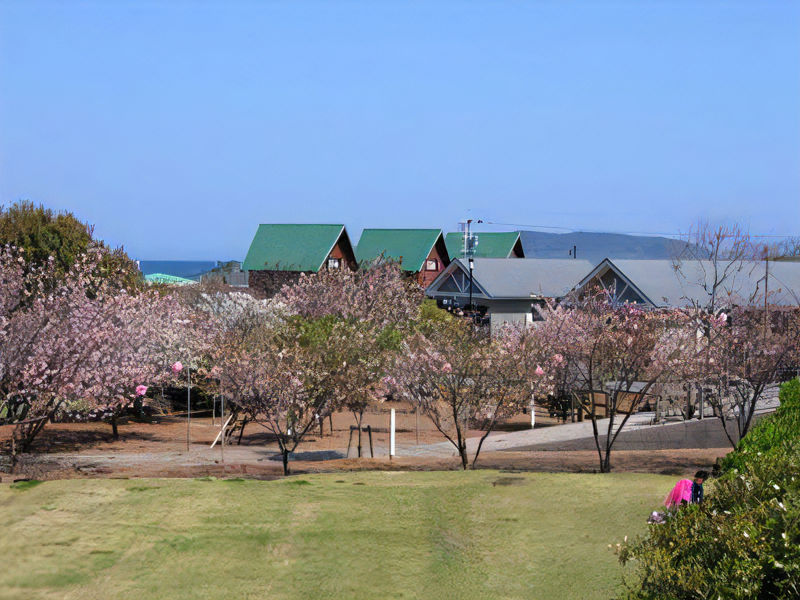 【五島市】 第4１回　富江桜まつり