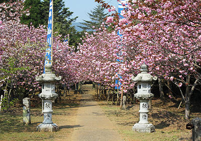 【有田町】曲川桜権現まつり