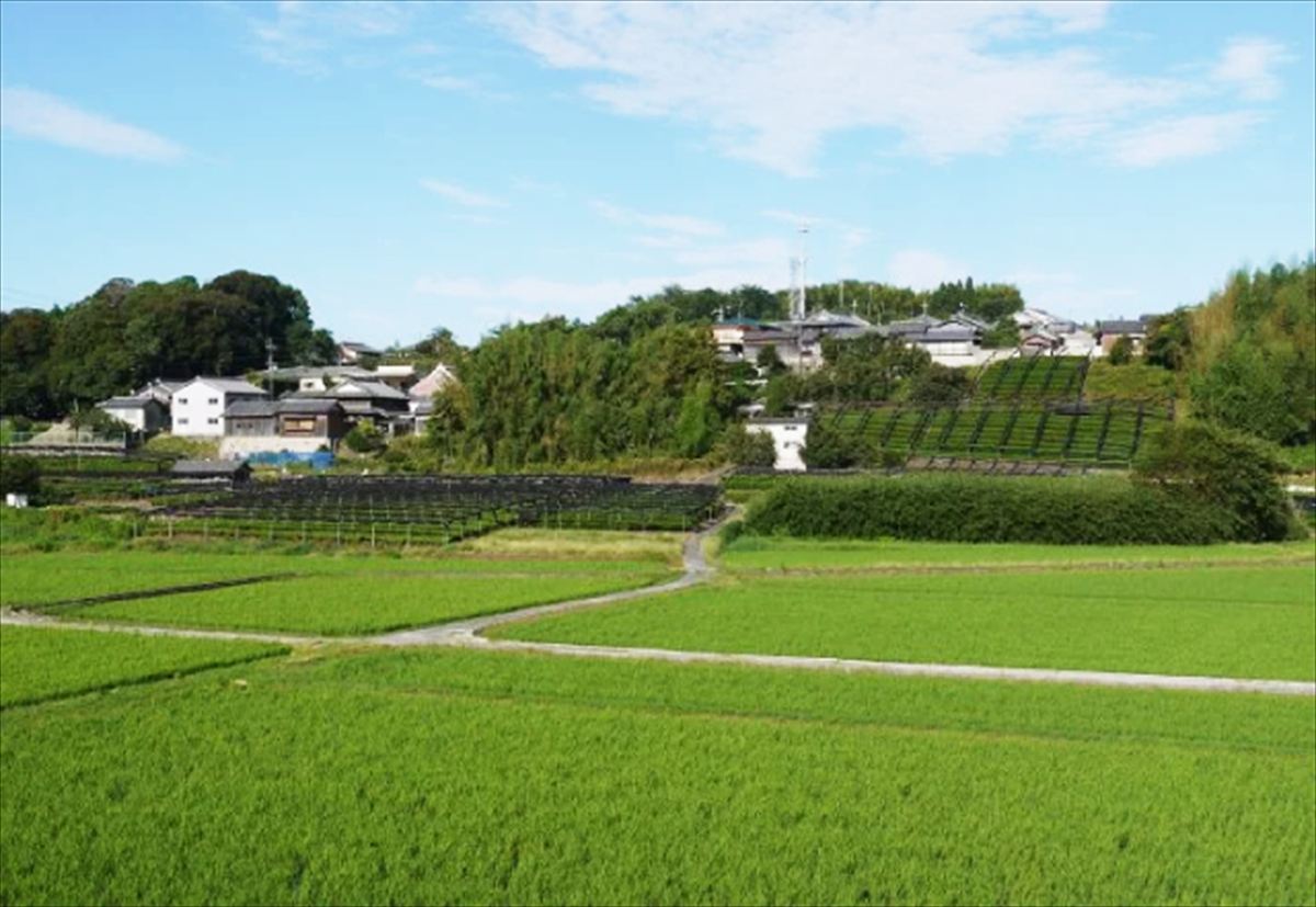 飯岡の茶畑
