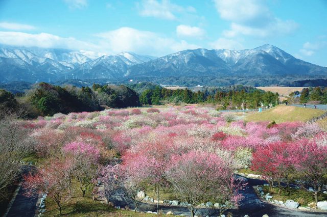 いなべ市梅林公園 (農業公園）