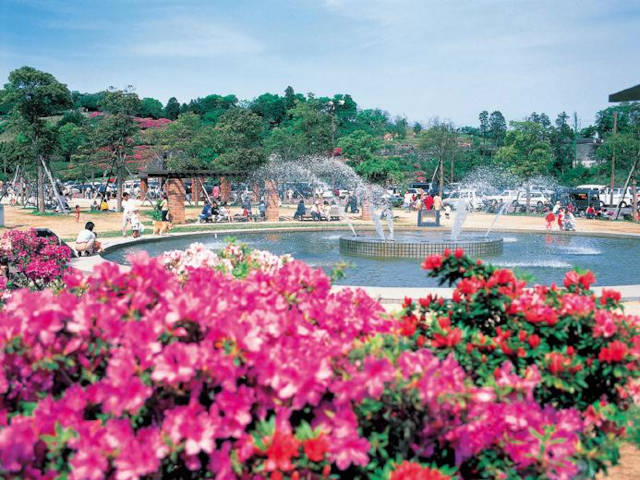 【長崎市】稲佐山つつじまつり