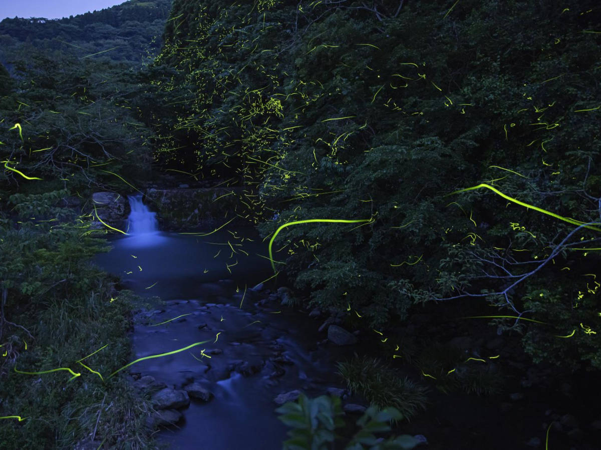 【佐世保市】柚木ホタル鑑賞会